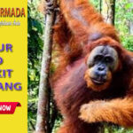 bukit lawang 2